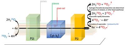 A Commonly Used Photosynthetic Inhibitor Fails to Block Electron Flow to Photosystem I in Intact Systems